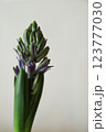ヒヤシンスの球根 123777030