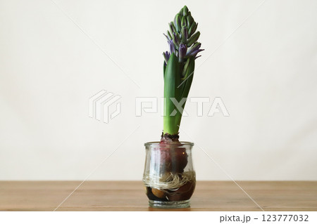 ヒヤシンスの球根 123777032