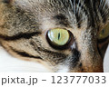 猫の瞳 123777033