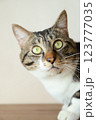 ハッとする猫 123777035