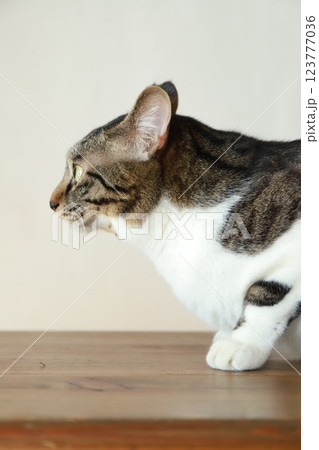 猫の横顔 123777036