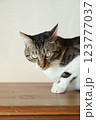 鋭い眼差しの猫 123777037