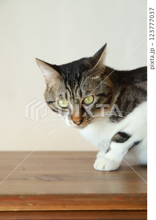 鋭い眼差しの猫 123777037