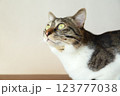 見上げる猫 123777038