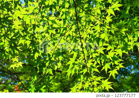 本土寺 美しい青もみじ(千葉県松戸市) 本土寺 美しい青もみじ(千葉県松戸市) 123777177