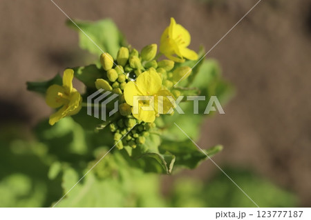 早春の野原に咲く黄色い菜の花 早春の野原に咲く黄色い菜の花 123777187