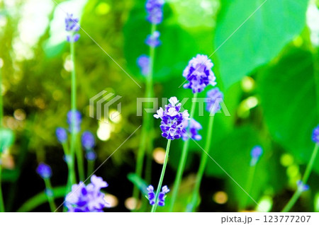 ラベンダーの花 ラベンダーの花 123777207