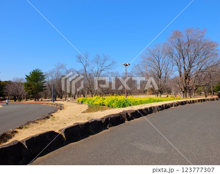 春の埼玉県和光樹林公園 春の埼玉県和光樹林公園 123777307