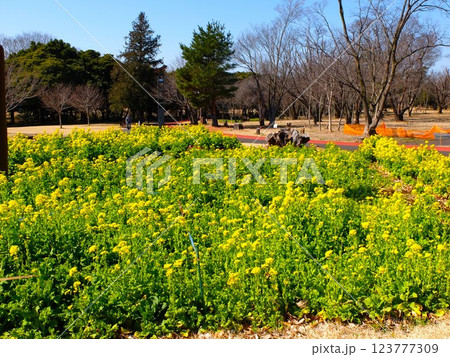 春の埼玉県和光樹林公園 春の埼玉県和光樹林公園 123777309