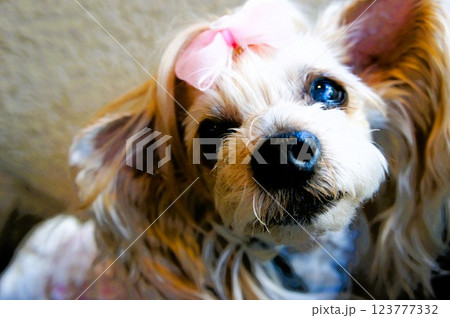 不安げに見つめる犬 123777332