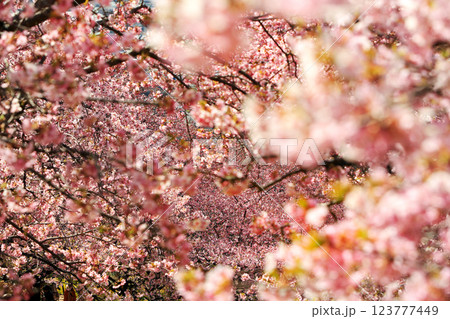 神奈川県松田町の河津桜・・西畑平公園に広がる桜 神奈川県松田町の河津桜・・西畑平公園に広がる桜 123777449