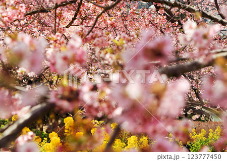神奈川県松田町の河津桜・・西畑平公園に広がる桜 123777450