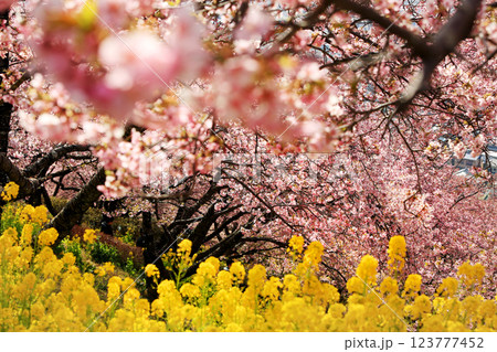 神奈川県松田町の河津桜・・西畑平公園に広がる桜 123777452