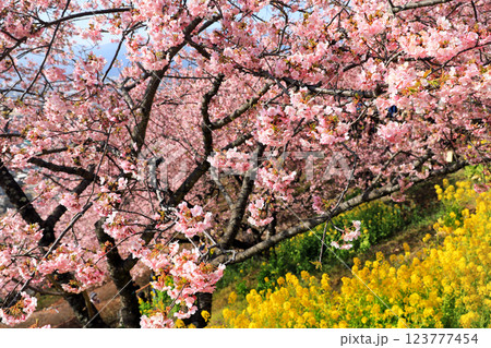 神奈川県松田町の河津桜・・西畑平公園に広がる桜 123777454