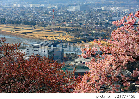 神奈川県松田町の河津桜・・西畑平公園に広がる桜 123777459