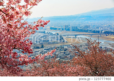 神奈川県松田町の河津桜・・西畑平公園に広がる桜 123777460