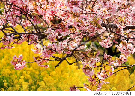 神奈川県松田町の河津桜・・西畑平公園に広がる桜 神奈川県松田町の河津桜・・西畑平公園に広がる桜 123777461