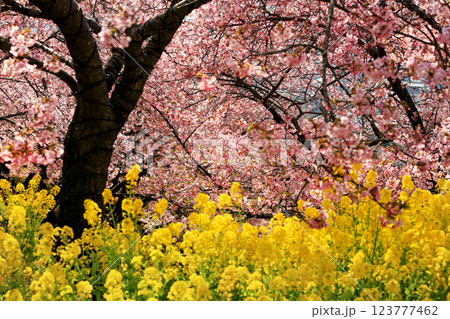 神奈川県松田町の河津桜・・西畑平公園に広がる桜 123777462