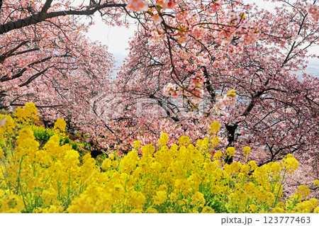 神奈川県松田町の河津桜・・西畑平公園に広がる桜 神奈川県松田町の河津桜・・西畑平公園に広がる桜 123777463