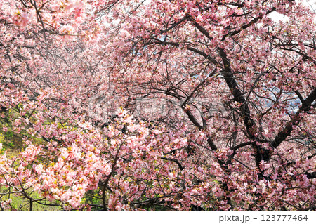 神奈川県松田町の河津桜・・西畑平公園に広がる桜 神奈川県松田町の河津桜・・西畑平公園に広がる桜 123777464