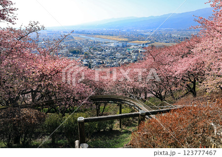神奈川県松田町の河津桜・・西畑平公園に広がる桜 神奈川県松田町の河津桜・・西畑平公園に広がる桜 123777467