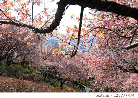神奈川県松田町の河津桜・・西畑平公園に広がる桜 神奈川県松田町の河津桜・・西畑平公園に広がる桜 123777474