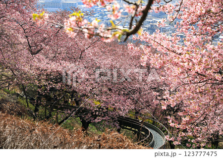 神奈川県松田町の河津桜・・西畑平公園に広がる桜 神奈川県松田町の河津桜・・西畑平公園に広がる桜 123777475
