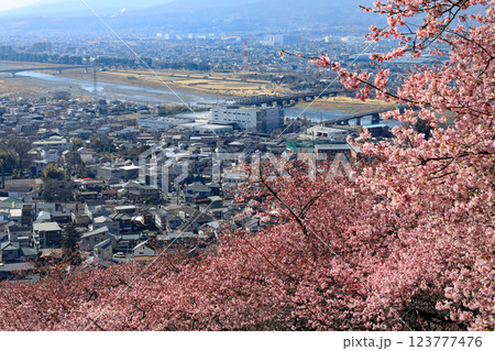 神奈川県松田町の河津桜・・西畑平公園に広がる桜 神奈川県松田町の河津桜・・西畑平公園に広がる桜 123777476