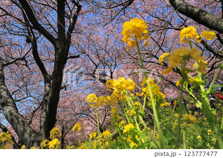 神奈川県松田町の河津桜・・西畑平公園に広がる桜 神奈川県松田町の河津桜・・西畑平公園に広がる桜 123777477