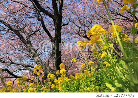 神奈川県松田町の河津桜・・西畑平公園に広がる桜 神奈川県松田町の河津桜・・西畑平公園に広がる桜 123777478