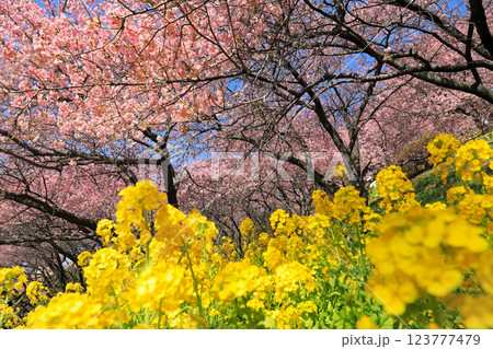 神奈川県松田町の河津桜・・西畑平公園に広がる桜 123777479