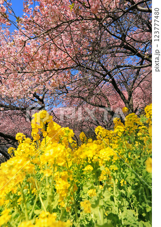 神奈川県松田町の河津桜・・西畑平公園に広がる桜 神奈川県松田町の河津桜・・西畑平公園に広がる桜 123777480
