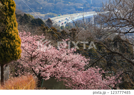 神奈川県松田町の河津桜・・西畑平公園に広がる桜 123777485