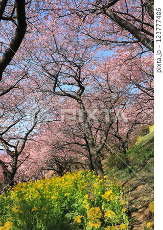 神奈川県松田町の河津桜・・西畑平公園に広がる桜 123777486