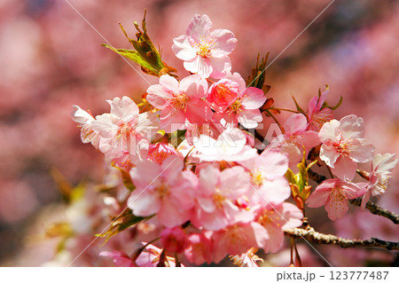 神奈川県松田町の河津桜・・西畑平公園に広がる桜 123777487