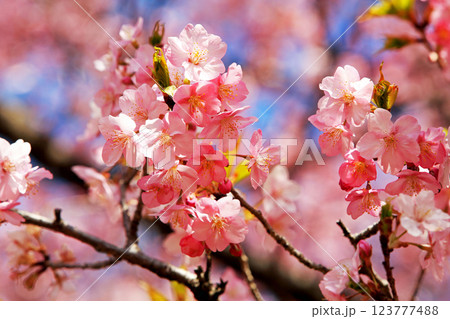 神奈川県松田町の河津桜・・西畑平公園に広がる桜 123777488