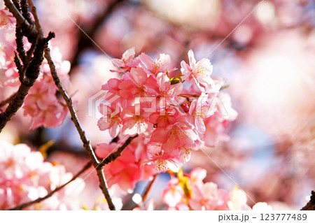 神奈川県松田町の河津桜・・西畑平公園に広がる桜 123777489