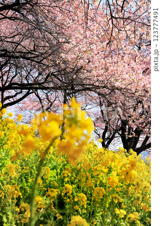 神奈川県松田町の河津桜・・西畑平公園に広がる桜 123777491