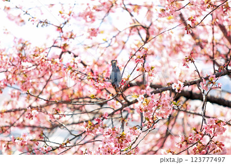 神奈川県松田町の河津桜・・西畑平公園に広がる桜 123777497