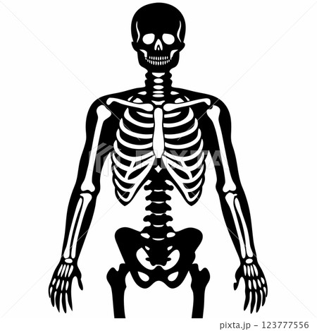 Detailed Human Skeleton Anatomy Illustration for Educational and Medical Resources Vector Graphic  123777556