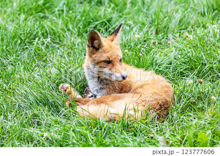 キタキツネ（北狐） 123777606