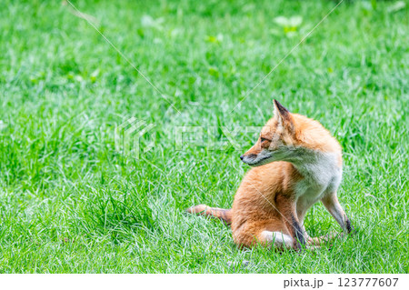 キタキツネ（北狐） 123777607