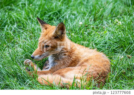 キタキツネ（北狐） 123777608