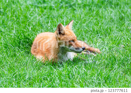 キタキツネ（北狐） 123777611