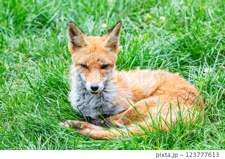 キタキツネ（北狐） 123777613