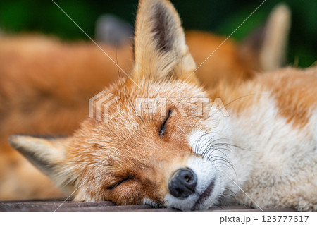 キタキツネ（北狐）寝顔 123777617