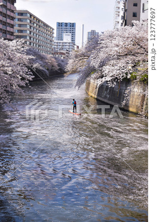 目黒川の桜とSAP 123777697