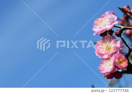紅梅と青空【背景素材】 123777788