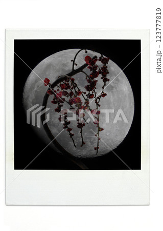 月と梅　フォトショップ 加工　ポラ風 123777819