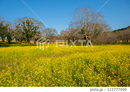 ヤナギ林の菜の花 123777890